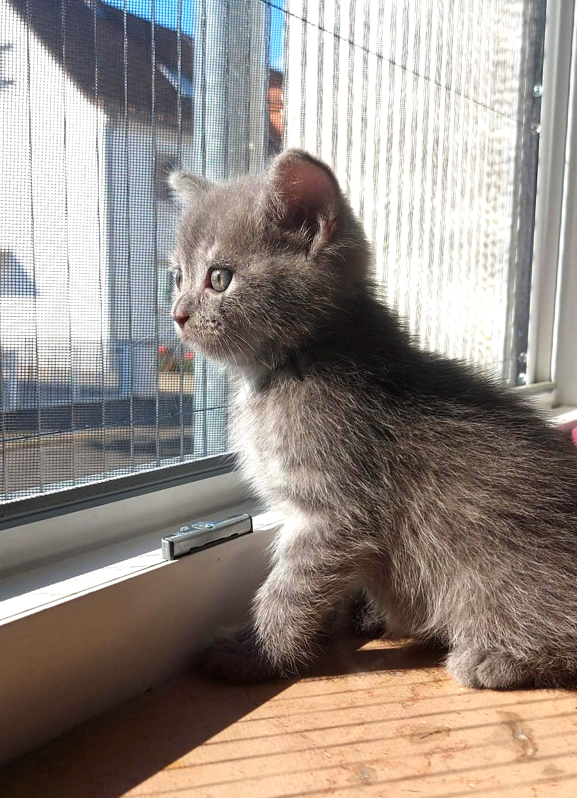 Ein Kitten schaut durch den Insektenschutz nach draußen